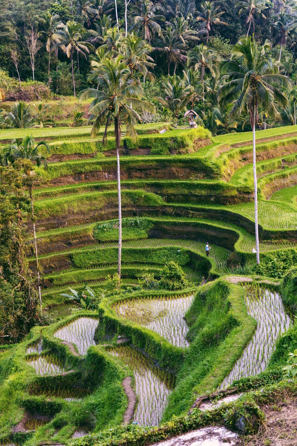 Rýžové terasy Tegallalang u Ubud — jeden z nejkrásnějších výhledů celého ostrova